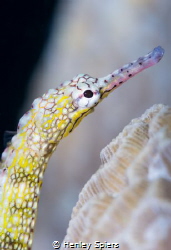 Network Pipefish by Henley Spiers 
